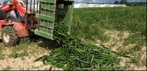 Brote de E.Coli en Europa: ya son 22 los muertos y el foco podría estar en brotes vegetales