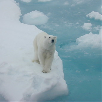 Las espectaculares fotos de los osos polares que advierten sobre el calentamiento global