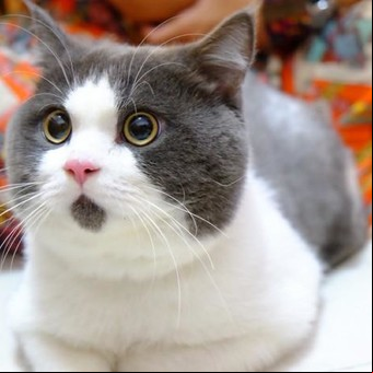 El gato “sorprendido” causa furor en la Web