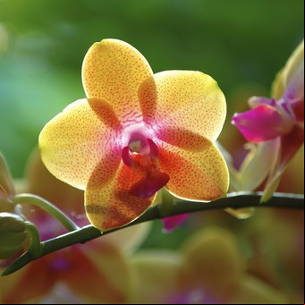 Cómo es el perfil de un coleccionista de orquídeas argentino