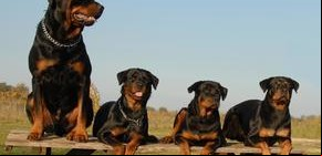 Cuatro rottweilers salvaron a una anciana de morir congelada
