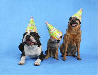 "Puppy shower": crece la tendencia de festejar cumpleaños y nacimientos de mascotas