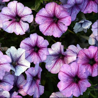 Invadí tu casa con flores