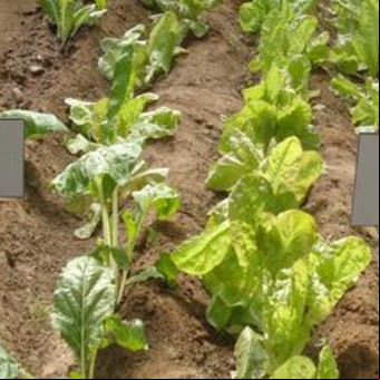 La huerta en casa, para lograr mejores sabores en la mesa