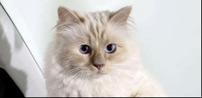 Choupette, la gata que tiene dos niñeras y factura millones de euros