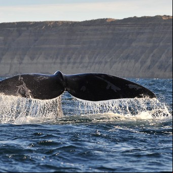 Vivir Puerto Madryn, sentir la Patagonia