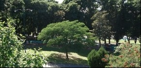 Declararon "símbolo porteño" a un árbol que pocos conocen
