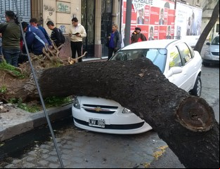 Cayó un árbol en Palermo y aplastó dos autos
