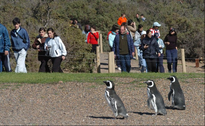 CLAIMA20151117_0184  daniel feldman Doce destinos para el verano. Pinguinera de Punta Tombo. Chubut (Daniel Feldman)