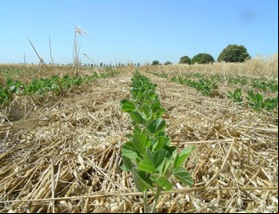 Por los márgenes negativos en soja y trigo, productores piden que bajen los impuestos al campo