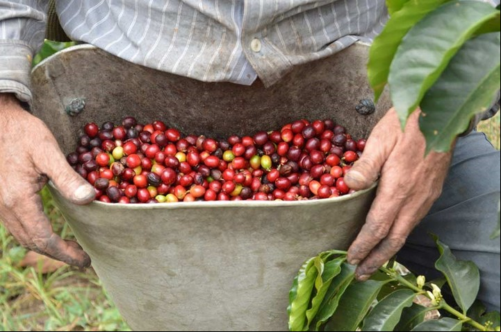 El aroma y el sabor de un buen café en una visita a una finca cafetera en el departamento de Antioquia, Colombia.
