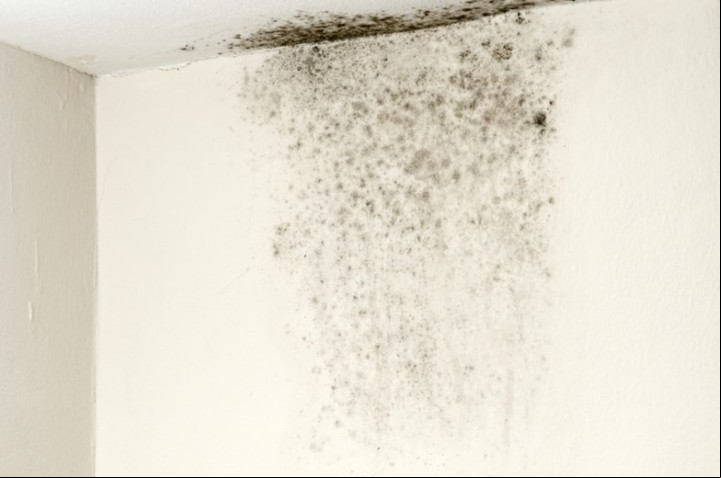 Humedad en las paredes. La presencia de hongos afecta la salud respiratoria. Foto: Clarín.