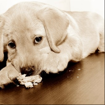 ¿Los perros pueden comer pan?
