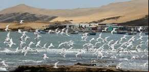 Paracas, el desierto peruano que está de moda