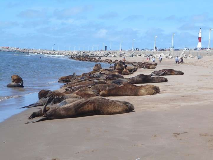 Los lobos marinos, vecinos del puerto de Mar del Plata. Foto Archivo
