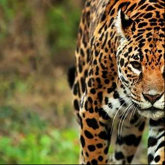 Tras la muerte de una yaguareté preñada, advierten que sólo quedan 90 ejemplares en la selva misionera