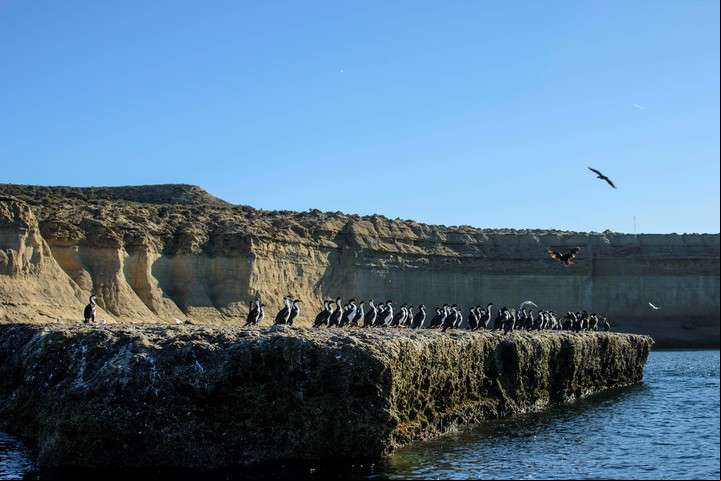 La fauna marina de Puerto Madryn