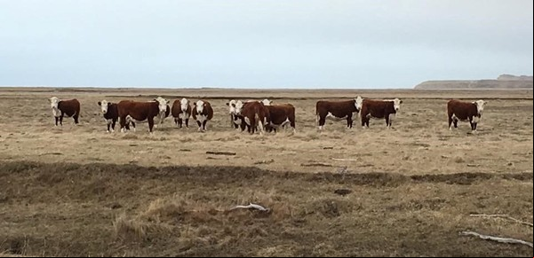 Productores de la Patagonia rechazaron "cualquier modificación" en las condiciones de la barrera sanitaria