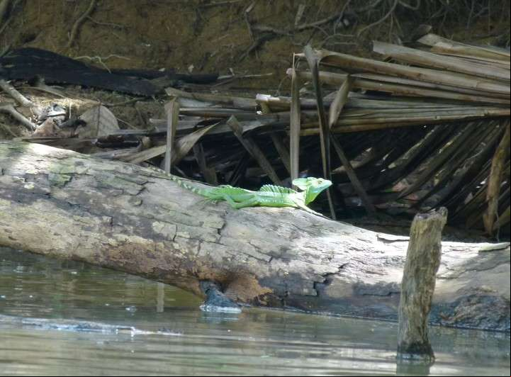 El basilisco esmeralda, también llamado "lagartija Jesucristo" porque puede caminar sobre el agua (PB/Viajes).