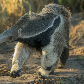 Crean un "Arca de Noé" en el Iberá y restituyen especies emblemáticas