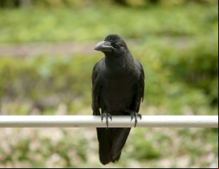 Cuervos sorprenden a la comunidad científica: hallazgo revela que estas aves tienen una habilidad que se creía única del ser humano