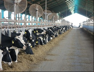 La producción de leche cayó un 6,5 por ciento en 2024