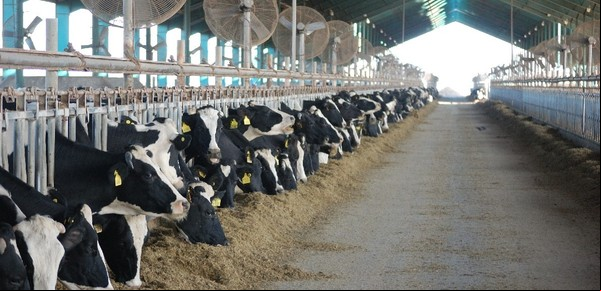 La producción de leche cayó un 6,5 por ciento en 2024