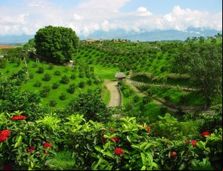 La Ruta del café de América Latina