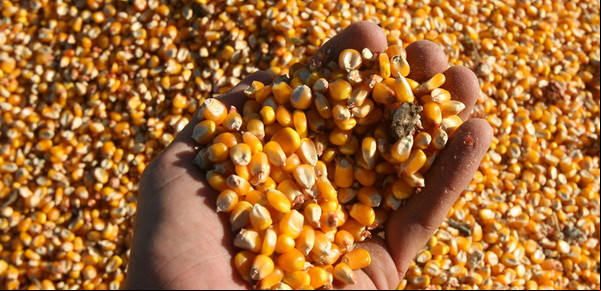 Argentina gana terreno en el mercado global de maíz