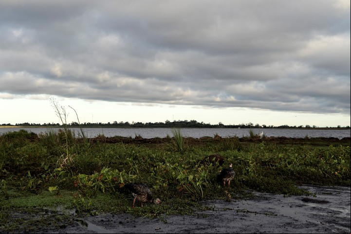 Aves en Iberá, un lugar de una impresionante biodiversidad. / GABRIEL PECOT