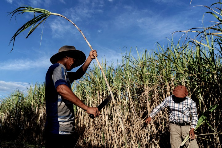 El trabajo con la caña de azúcar, en el campo de Emilio Esquivel en Caa Catí. / GABRIEL PECOT
