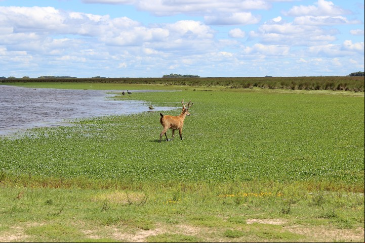El Parque Nacional Ciervo de los Pantanos cruza naturaleza e historia. Foto: Parques Nacionales.