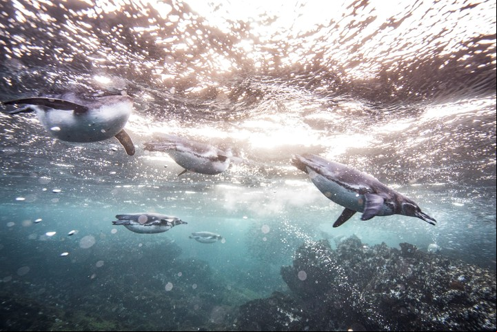 Pingüinos de Galápagos. El calentamiento global podría causar cambios profundos en la fauna del famoso archipielago. (Josh Haner/The New York Times)