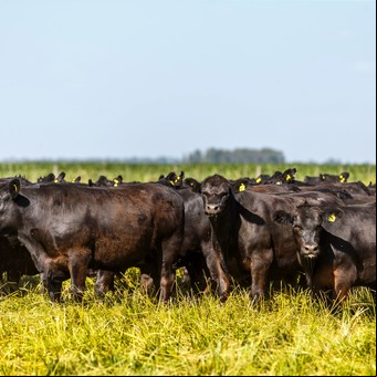 Cómo será el consumo global de carne vacuna luego de la pandemia