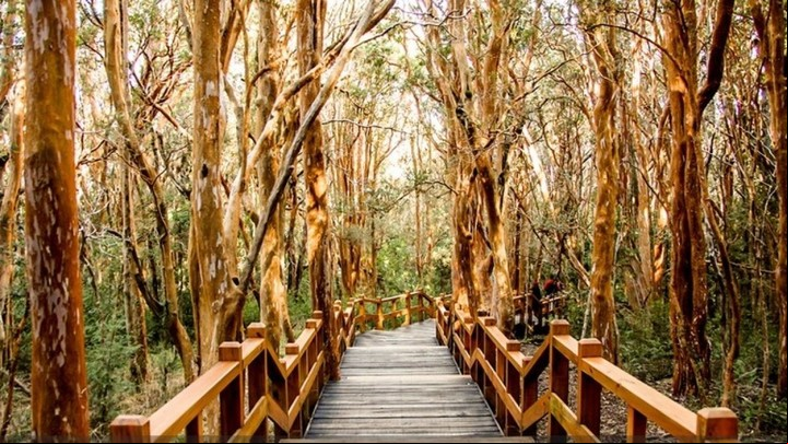Arrayanes, un bosque de ensueños.