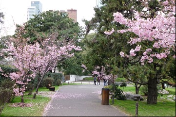 "Sakuras" porteños: arrancó la fiesta de los cerezos en flor en el Jardín Japonés