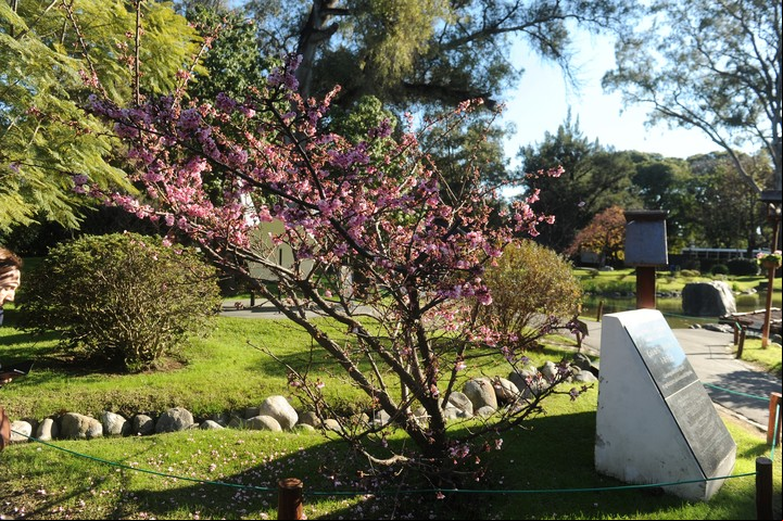 Para mirar. Un cerezo del Jardín Japonés, recién florecido, el miércoles de esta semana. /Guillermo Rodriguez Adami