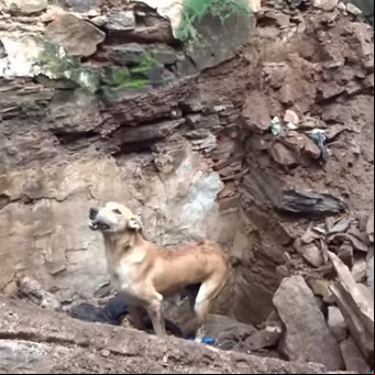 La desesperada lucha de una perra para salvar a sus cachorros sepultados
