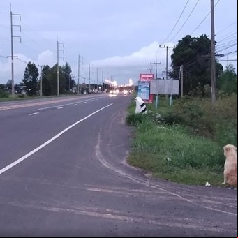 Esperó 4 años a sus dueños al borde de la ruta, hubo  reencuentro, pero ¿fue feliz?