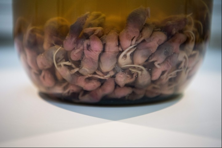 Un vino fermentado con crías de ratón (AFP).