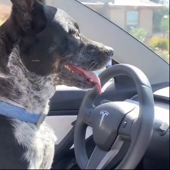 Videos: así usan los s de Tesla el sistema de búsqueda autónoma del conductor