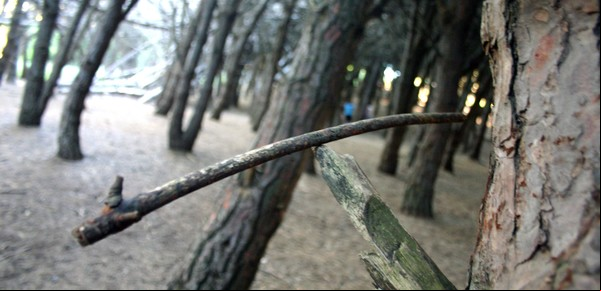 Los fenómenos paranormales que esconde el Bosque Energético de Miramar