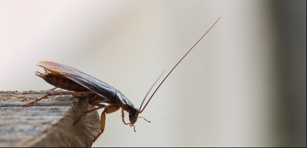 Ratas, cucarachas, mosquitos y mal olor: cómo denunciar a un vecino que no limpia