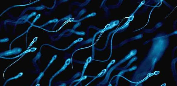 Una píldora anticonceptiva masculina podría cancelar el esperma por un día