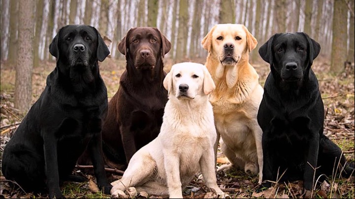 Los distintos tipos del Labrador Retriever.