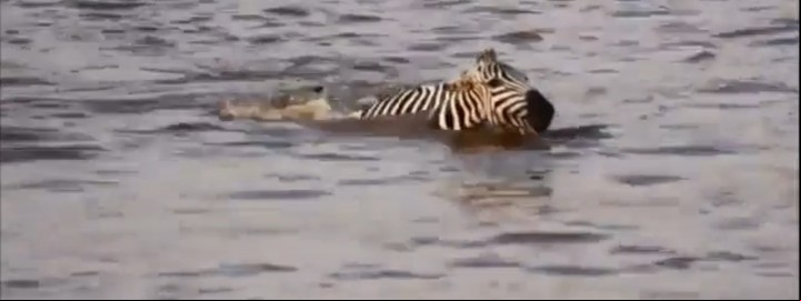 La cebra ya fue atrapada por el cocodrilo y baja las orejas en señal de sumisión (Captura de video).