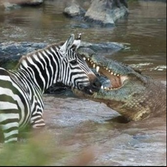 Un cocodrilo atrapó a una cebra en medio del río pero el final es inesperado