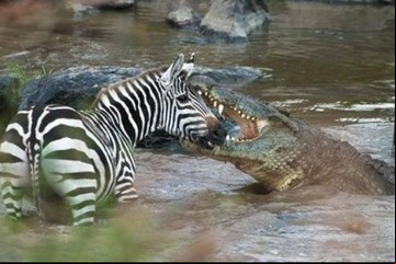 Un cocodrilo atrapó a una cebra en medio del río pero el final es inesperado