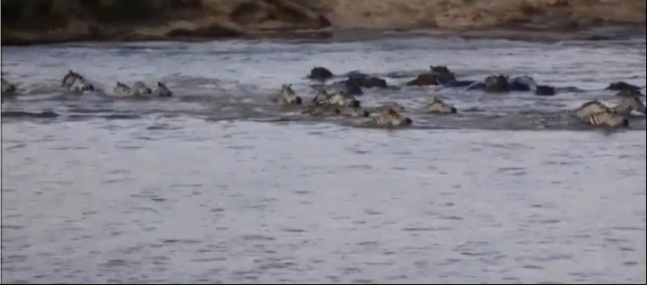 La manada de cebras en medio del río mientras los cocodrilos se acercan (Captura de video).