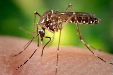 Dengue grave: cuáles son los síntomas y qué riesgo tiene una segunda infección